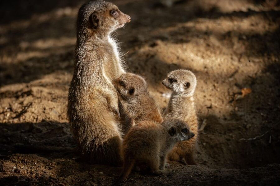 Antwerp: ZOO Entry Ticket