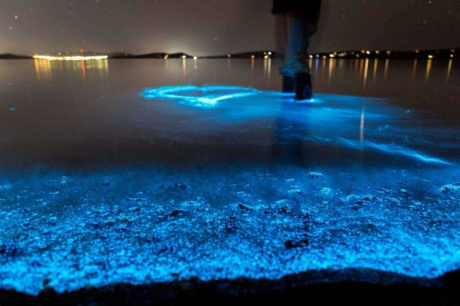 Auckland: Bioluminescence Kayak Tour - Good To Know