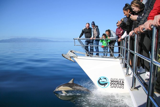Auckland Dolphin and Whale Watching Eco-Safari Cruise