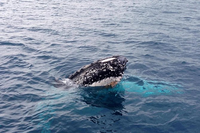 Augusta Whale Watching Eco Tour
