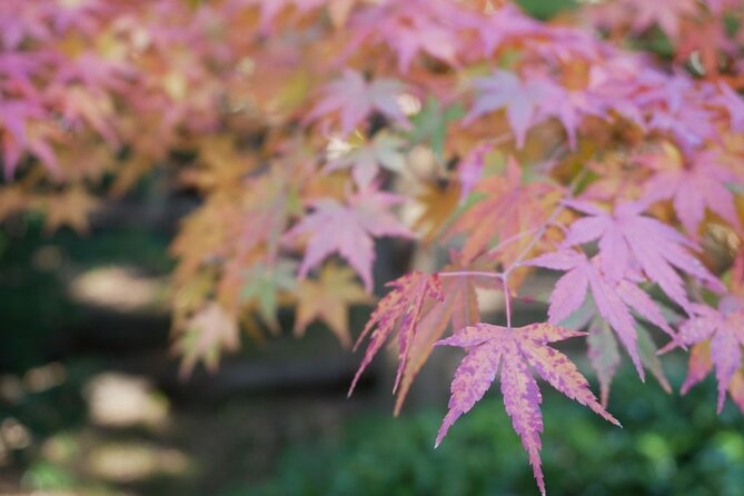 Autumn Leaves Private Tour in Nagoya