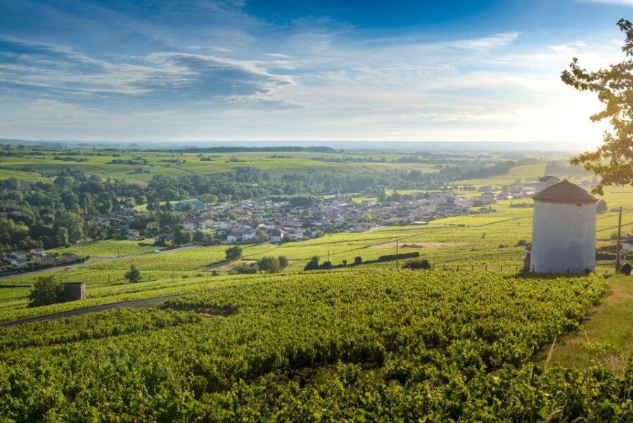 Beaujolais Segway Tour With Wine Tasting