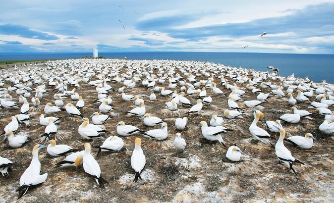 Best of Napier & Hawkes Bay Tour