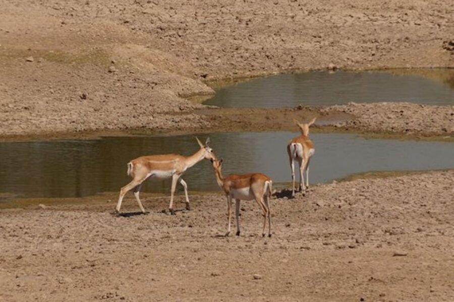 Bishnoi Village Safari Private Half Day Tour - Good To Know