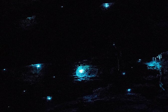 Blue Mountains Hiking Glow Worms Cave Wildlife Spotlighting Night Adventure - Good To Know
