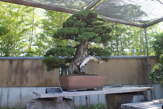 Bonsai Museum & Bonsai Experience