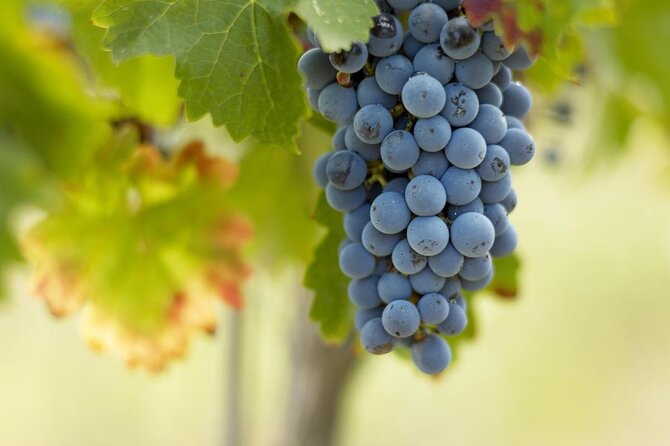 Bordeaux Essentials - Full Day Tour With Gourmet Picnic Lunch - Good To Know
