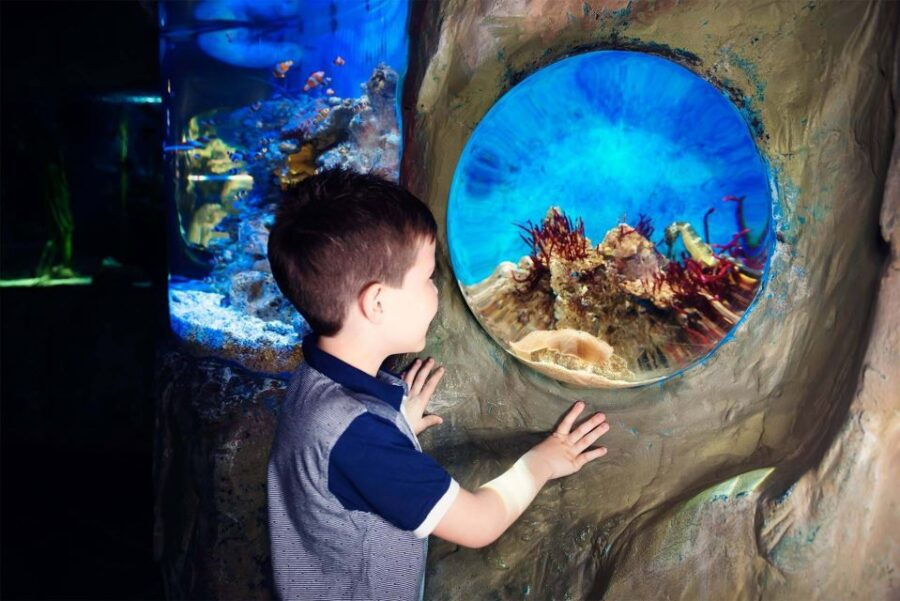 Bray: SEA LIFE Aquarium Entry Ticket