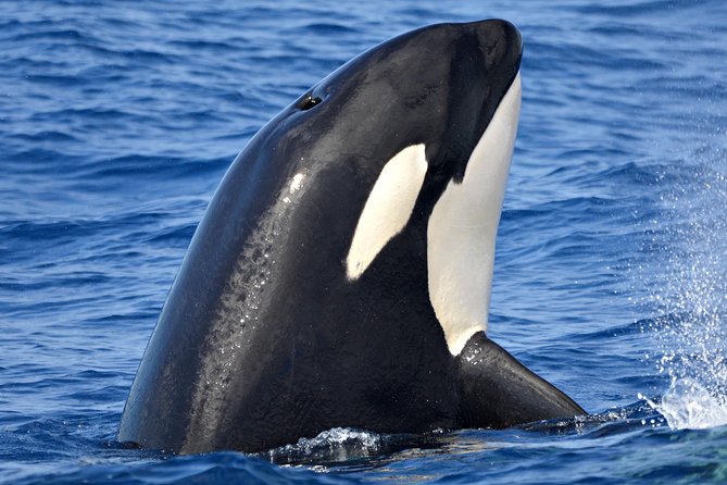 Bremer Bay Orca Experience - Good To Know