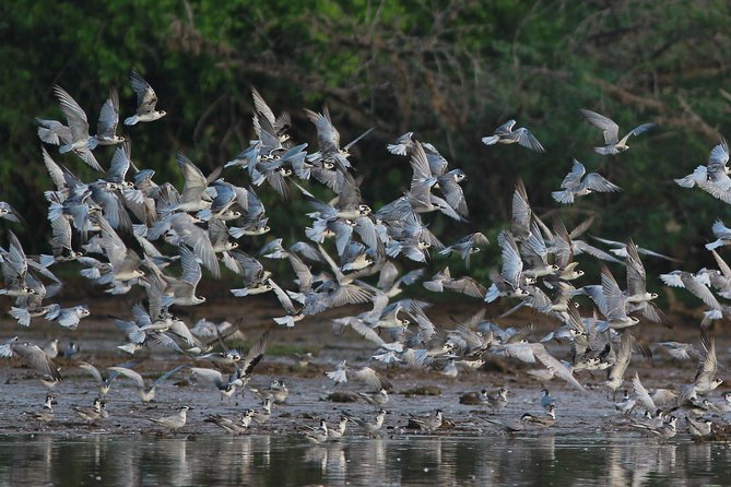 Bundala National Park Small-Group Half-Day Tour - Yala National Park