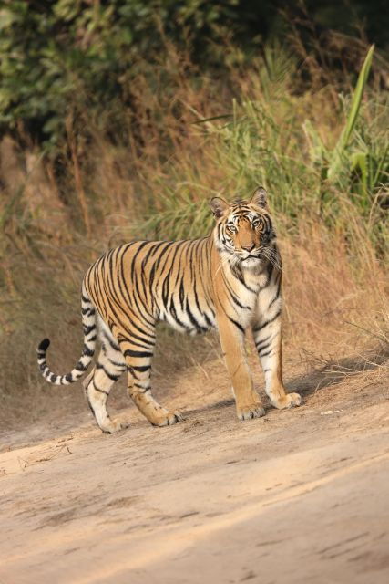 Chitwan:2 Night 3 Days Jungle Safari Adventure Tour - Good To Know