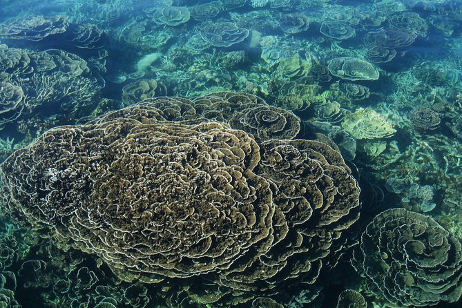 Coral Bay 2-Hour Coral Viewing and Snorkeling - Good To Know