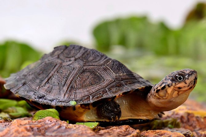 Corsica A Cupulatta Turtle Park Skip the Line Admission Ticket - Good To Know
