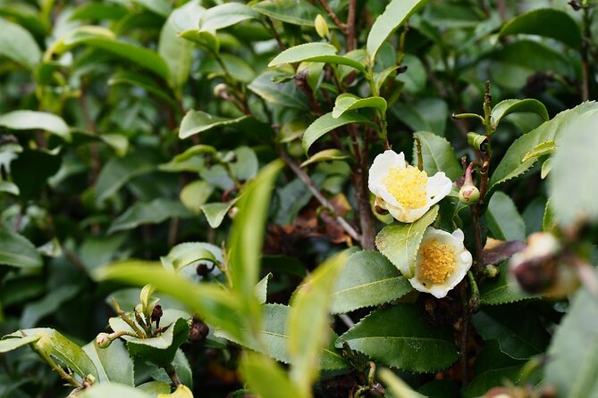Create Autumn Tea in Wild West Tokyo - Good To Know