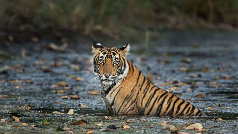 Delhi: 3-Day Trip to Ranthambore National Park With Safari - Good To Know
