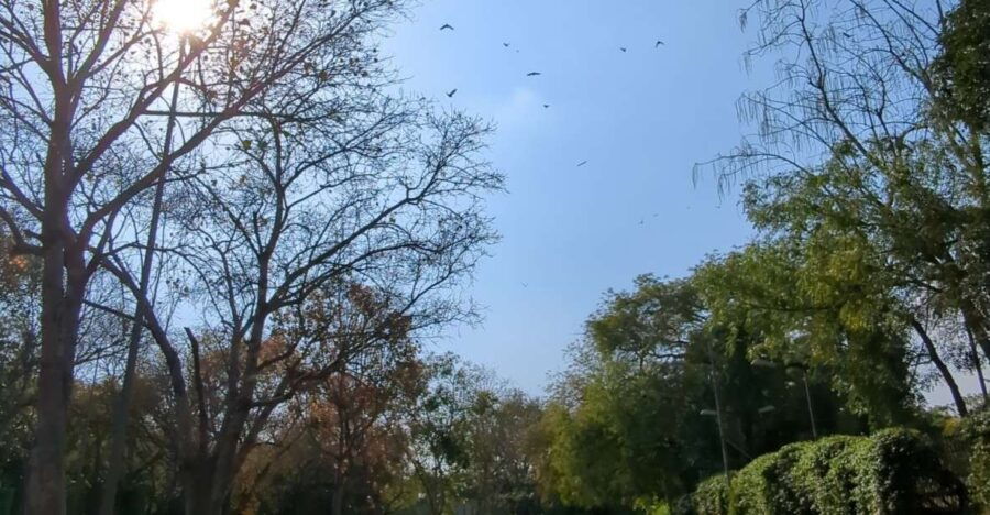 Delhi: Yoga in Lodhi Garden - Good To Know