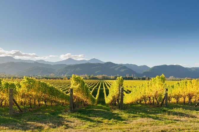 Discover Marlborough Wine – Half Day Tour From Picton or Blenheim