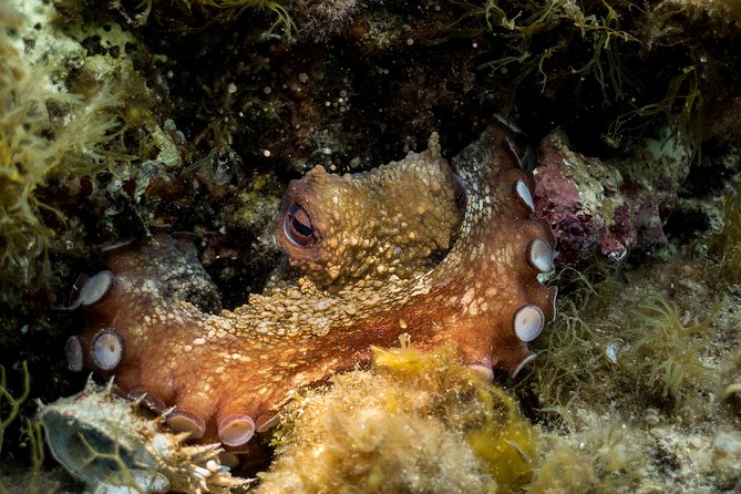 Discover Scuba Diving From the Beach - Good To Know