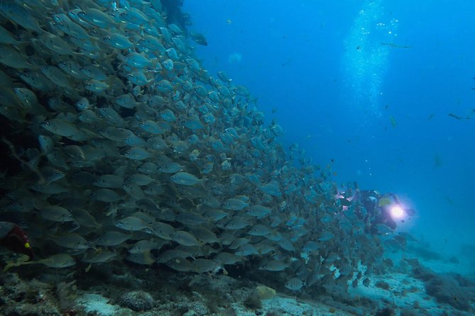 Discover Scuba Diving in Puerto De Mogan - Good To Know