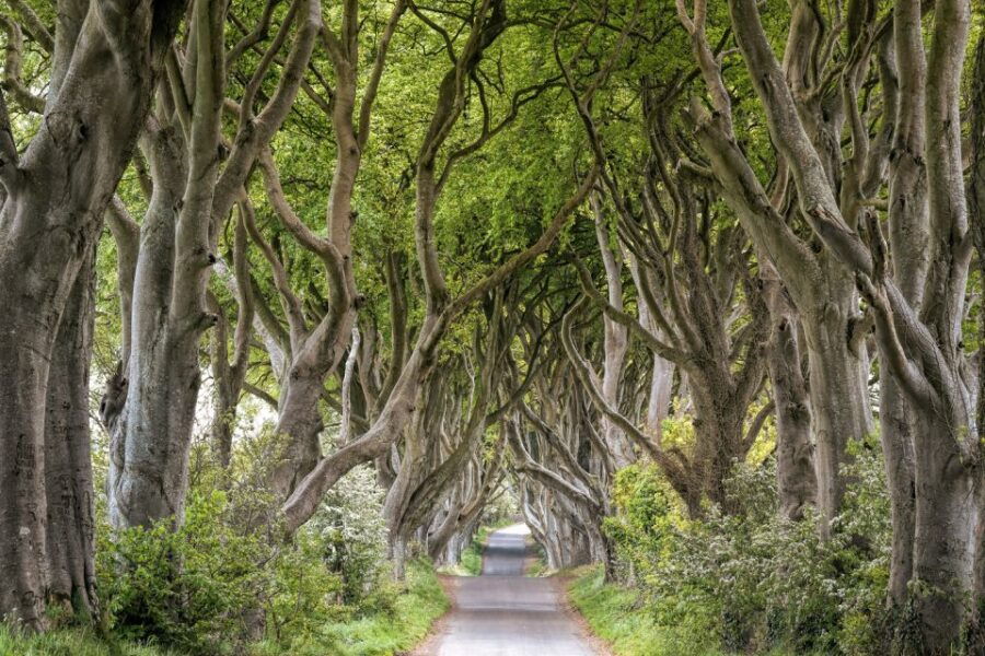 Dublin: Giants Causeway, Dark Hedges, Dunluce & Belfast Tour - Good To Know