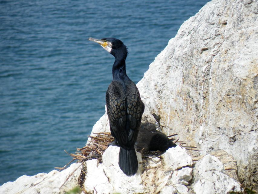 Dublin: Howth Coastal Boat Tour With Ireland's Eye Ferries - Good To Know