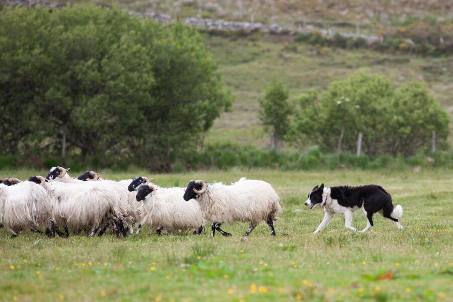 Dublin: Kilkenny, Wicklow, & Glendalough With Sheepdog Show - Good To Know