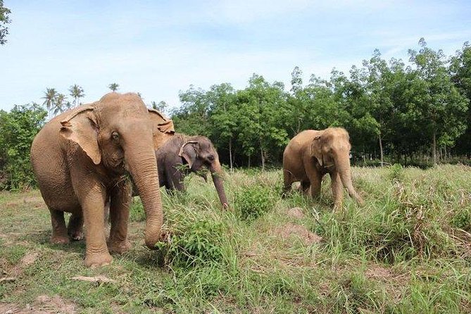 Elephant Nature Care, the Largest Elephant Sanctuary on Koh Samui