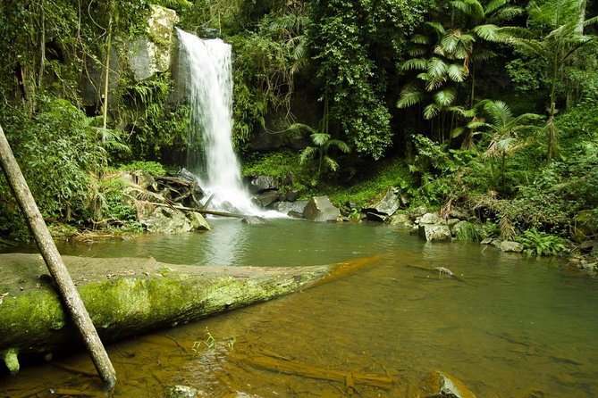 Evening Rainforest & Glow Worm Experience - Small Group Tour