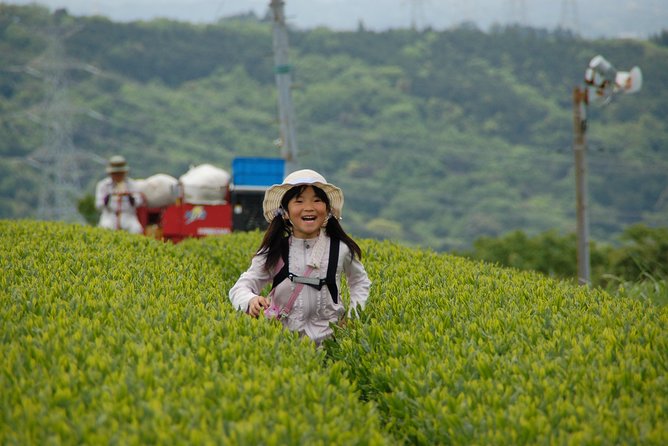 Experience Tea Picking With a Tea Farmer, and Tempura Lunch With Picked Tea Leaves