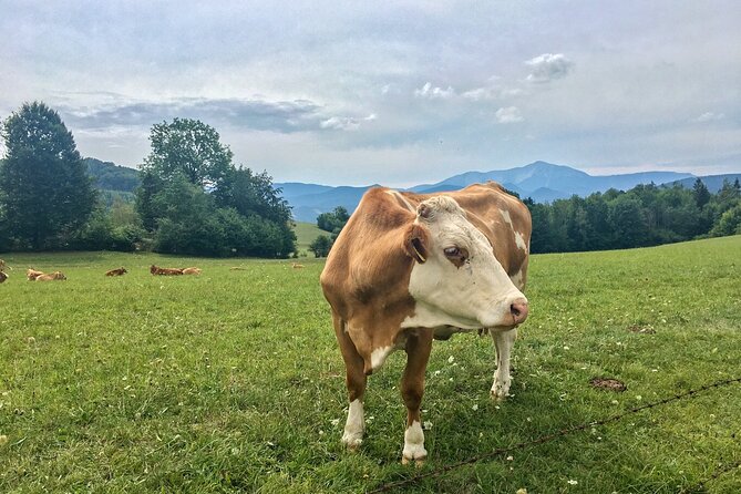 Exploring the Gutenstein Alps - Good To Know