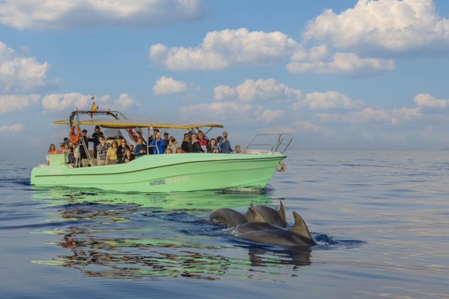 From Alcudia: Sunrise Dolphin Watching Boat Tour