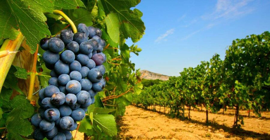 From Avignon: Half-Day Great Vineyards Tour - Good To Know