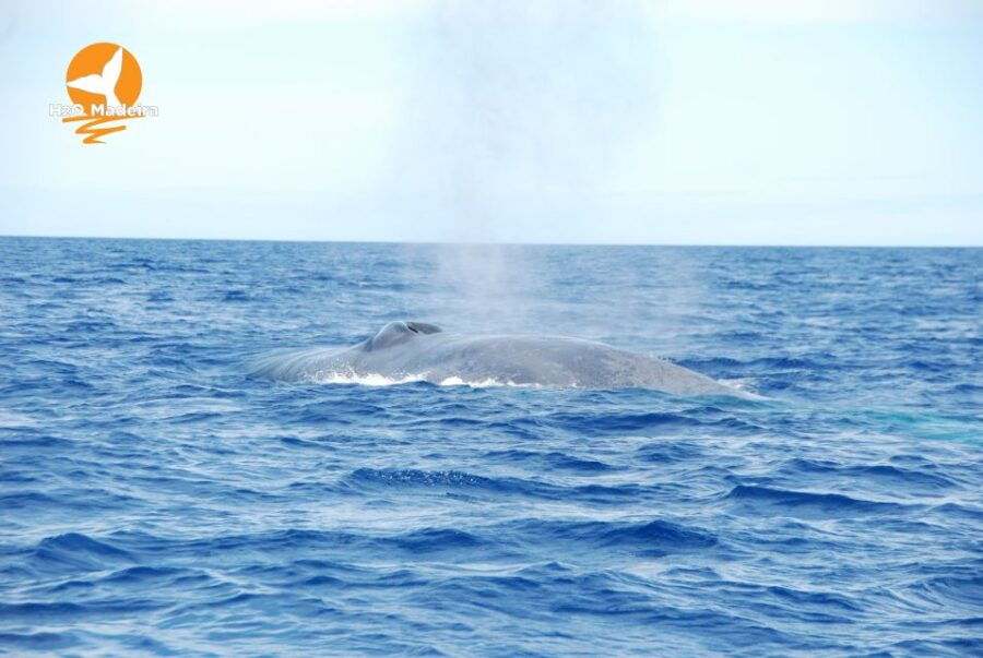 From Calheta: Whale and Dolphin Watching RIB Boat Tour - Good To Know