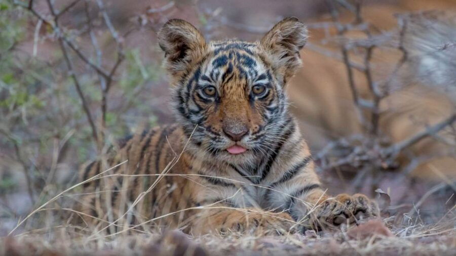From Delhi: 4-Day Golden Triangle & Ranthambore Tiger Safari - Good To Know