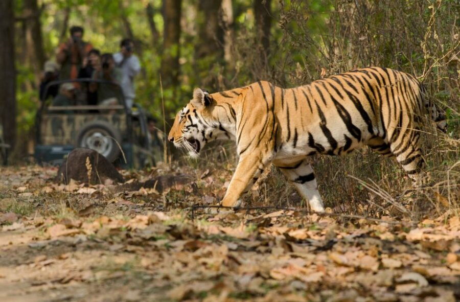 From Delhi: 5-Day Tiger Safari & Golden Triangle Tour - Good To Know