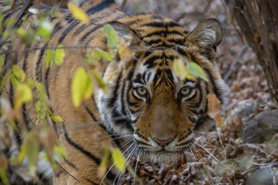 From Jaipur: Ranthambore Tiger Safari One Day Trip - Good To Know