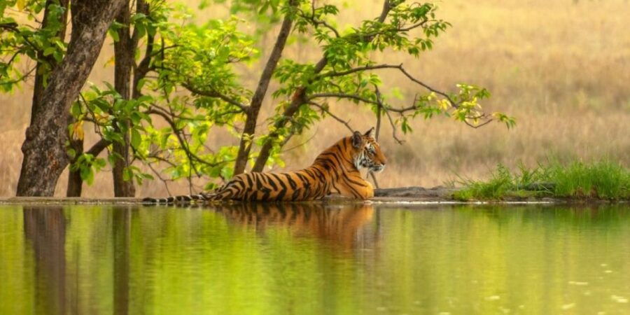 From Jaipur: Same Day Ranthambore Excursion