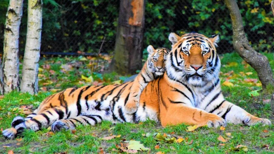 From Nagpur: Pench Wildlife Private Tour With Accommodation