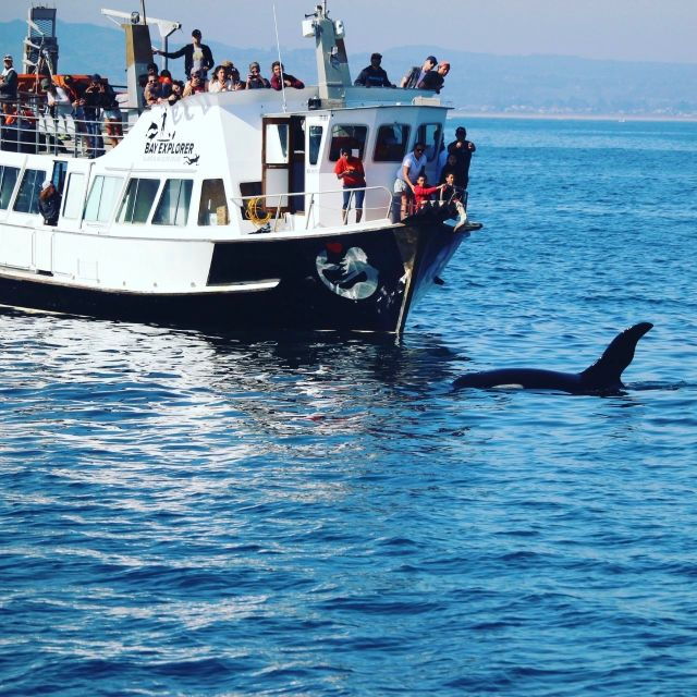 From Tauranga: Dolphin and Wildlife Cruise - Good To Know