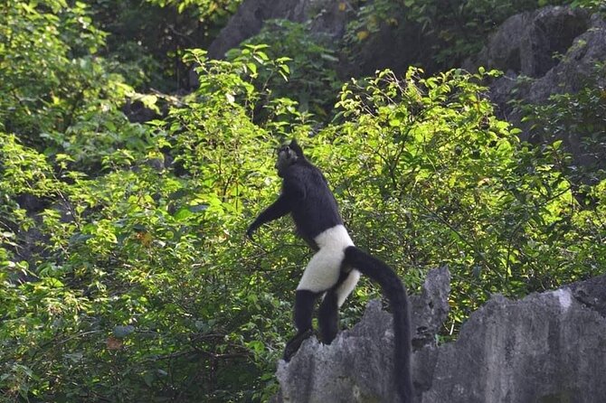 Full-Day Cuc Phuong National Park Hiking Tour - Good To Know