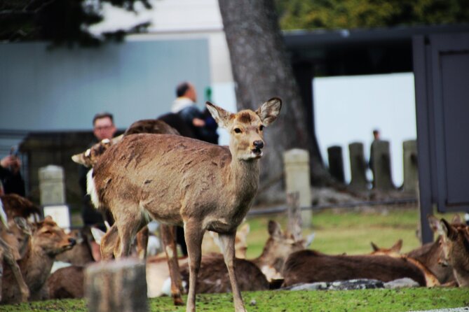 Full Day Kyoto and Nara Guided Tour