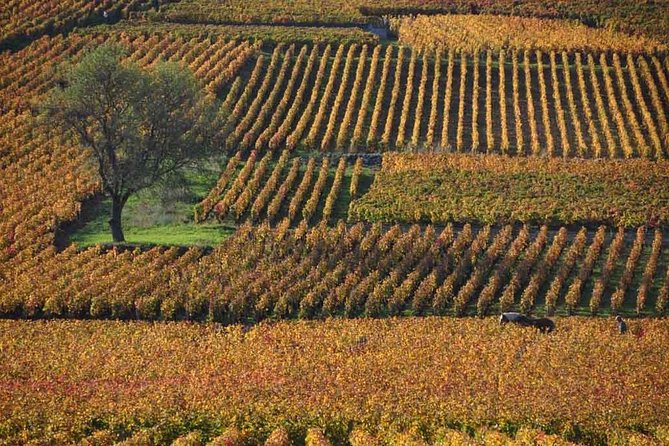 Full-Day Private Tour, 6 Premiers & Grands Crus, The Best of Burgundy - Good To Know