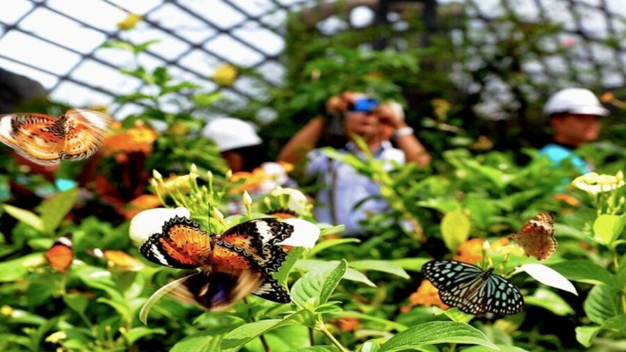 George Town: Entopia by Penang Butterfly Farm Entry Ticket - Experience Highlights