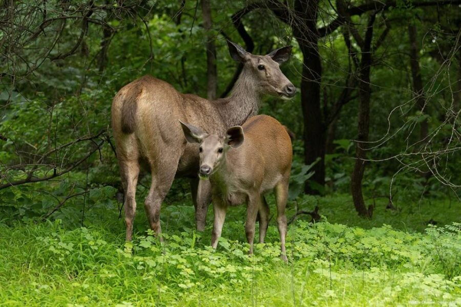 Gir National Park: Gir Forest Lion Safari in Open Jeep