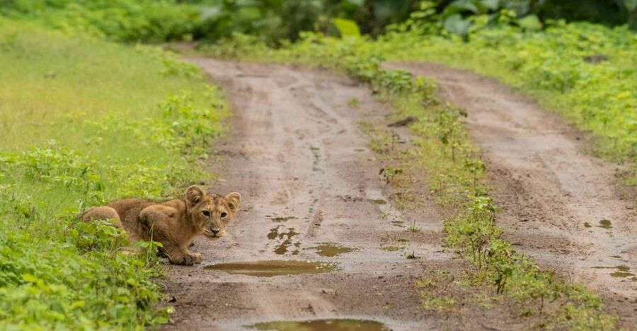 3 Best Safari Tours In Gujarat