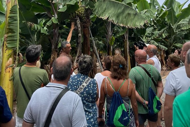 Guided Visit to the Banana Museum - Good To Know