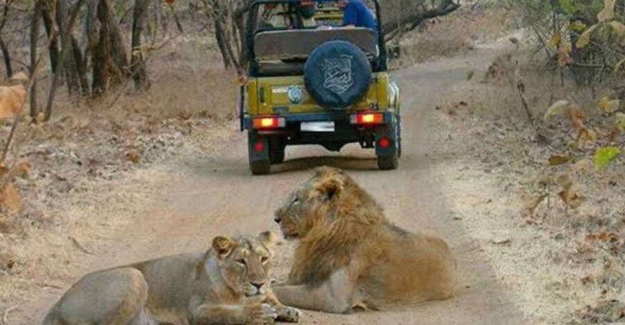 Gujarat: Gir National Park Guided Jeep Safari