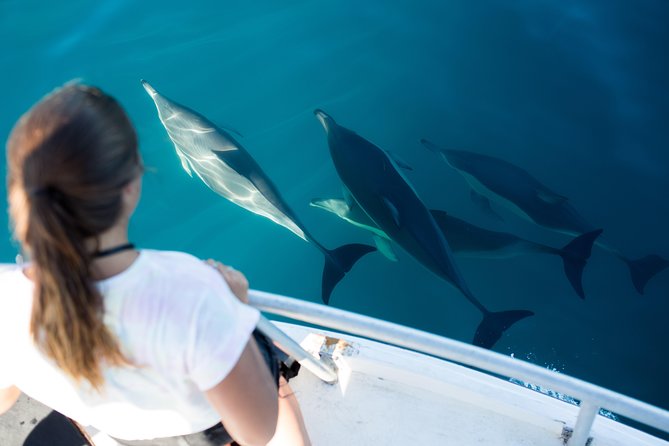 Half Day Dolphin & Wildlife Cruise - Tauranga - Good To Know