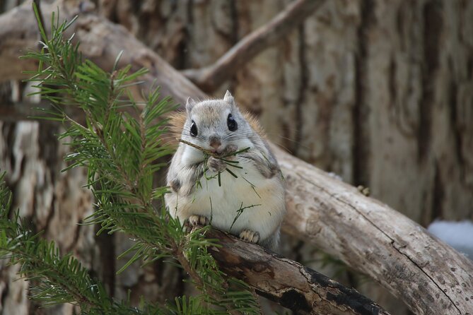 Half-Day Primeval Forest Snowshoe and Wildlife Watching Tour