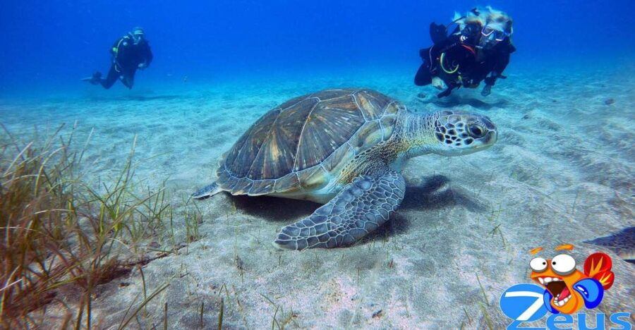 Half-Day Scuba Diving in Tenerife From Abades Beach - Good To Know
